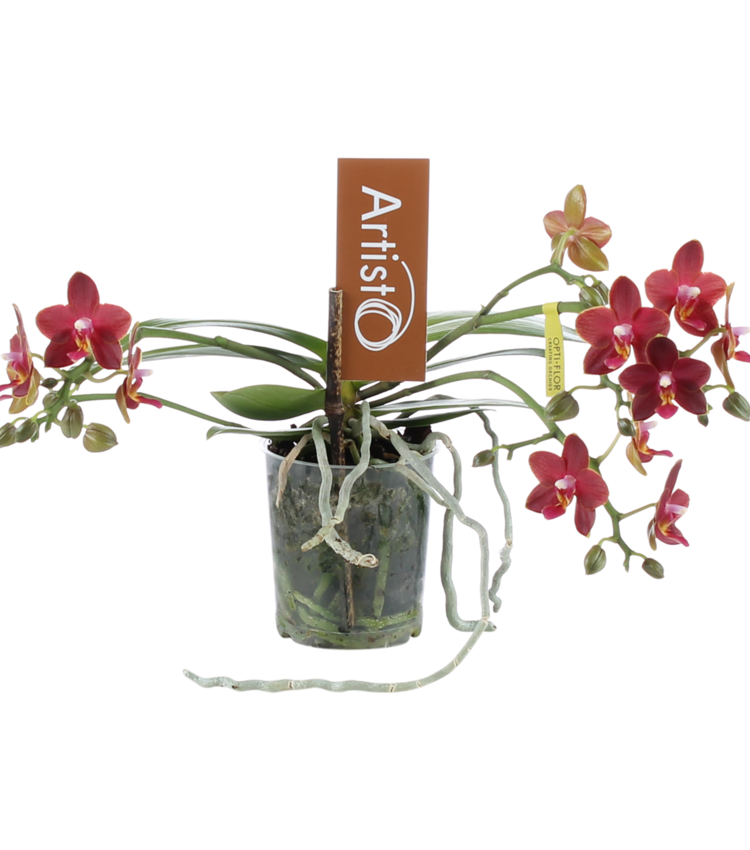 blühende Zimmerpflanze im Blumentopf Phalaenopsis Opti-flor Artisto Crafts Ausdruckvolle Orchideen Kollektion Energetisch & Natürlich frisch vom Züchter 